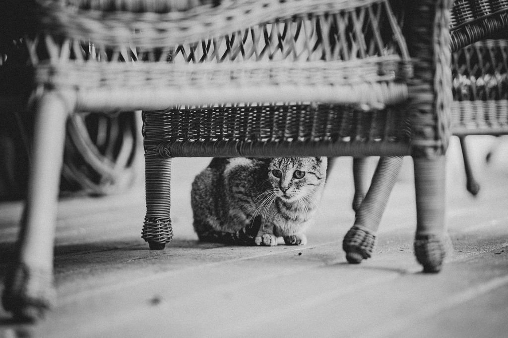 Oak Hill Farm Wedding Cat